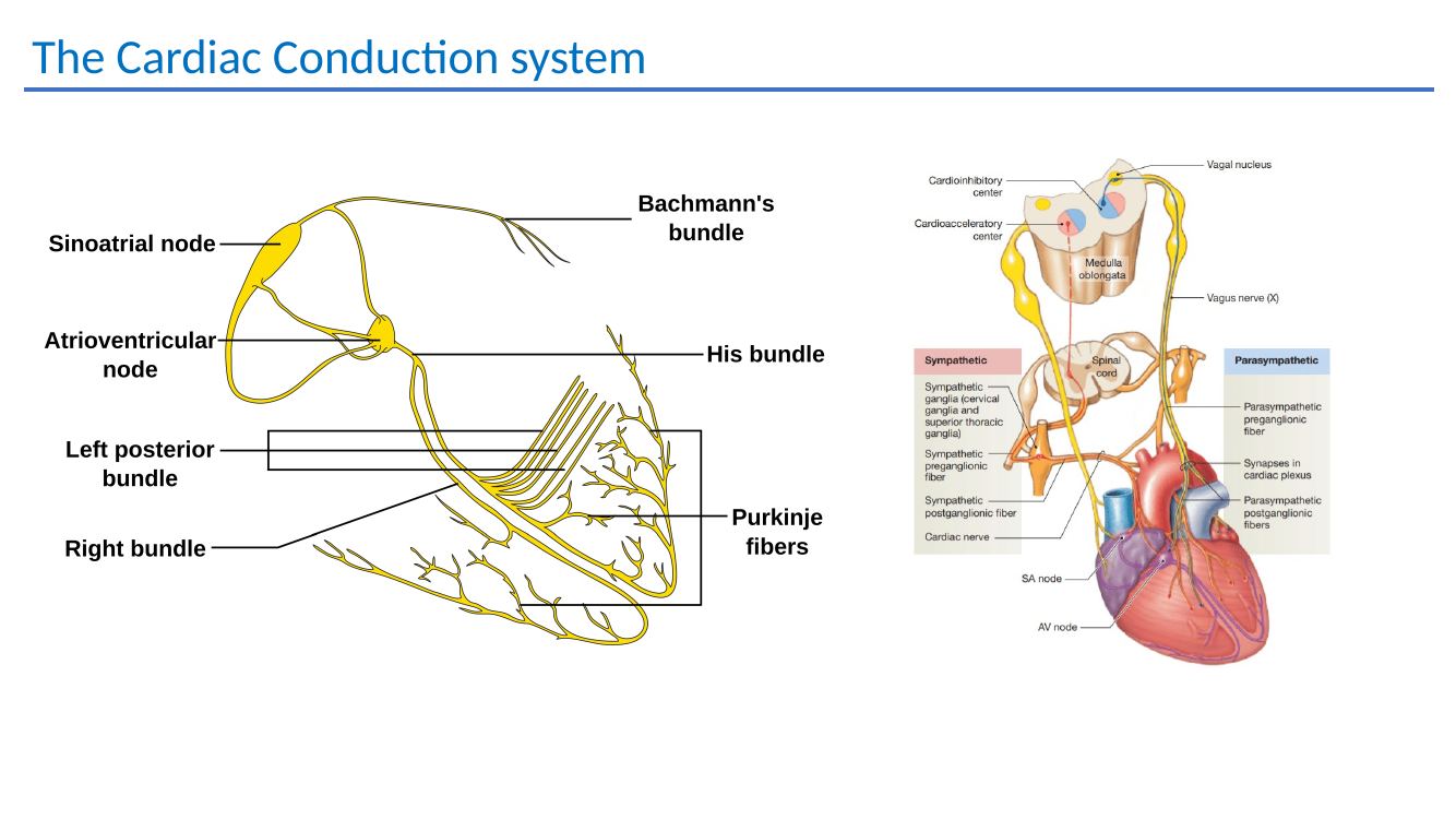 Cardiac conduction system teaching diagram